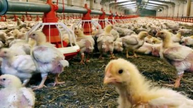 Çok tavuk ile tavuk çiftliği of / tavuk bir modern kümes hayvanları çiftlikte besi için