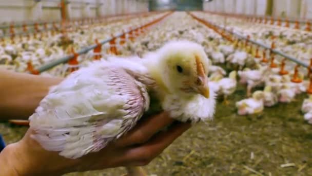 Pollo Giovane Nelle Mani Agricoltore Polli Ingrasso Una Moderna Azienda — Video Stock