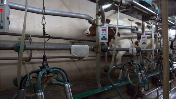 Доение Коров Ферме Доение Коров Ферме Женщины Работающие Молочным Оборудованием — стоковое видео