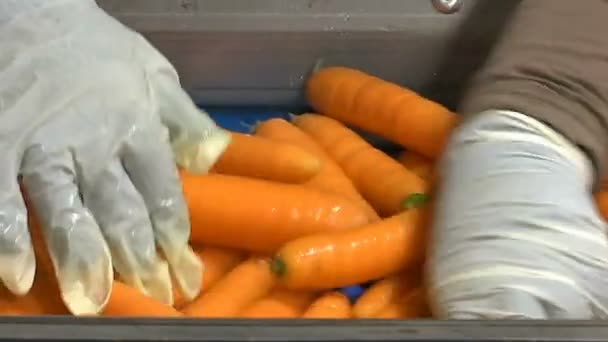 Clasificación Zanahorias Planta Moderna Para Procesamiento Zanahorias Fábrica Procesamiento Vegetales — Vídeo de stock