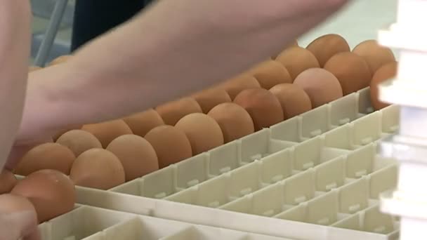 Huevos Línea Embalaje Los Trabajadores Envasan Huevos Pollo Cajas Protectoras — Vídeos de Stock