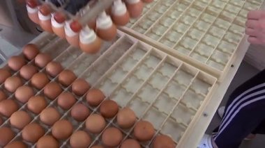 Yumurta üretimi-paketleme süreci/Işçi paketi tavuk yumurtası koruyucu kutularda