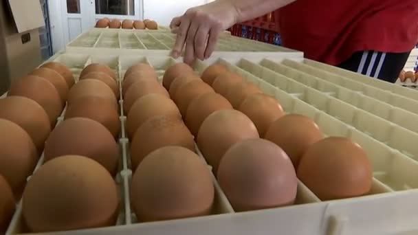 Huevos Pollo Embalaje Cajas Los Trabajadores Empacan Huevos Pollo Cajas — Vídeos de Stock