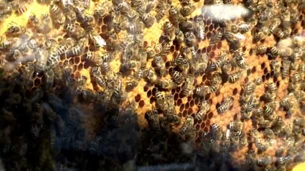 蜂蜜细胞上的蜜蜂 蜂蜜细胞上的蜜蜂 蜂巢内有蜜蜂和蜜蜂 — 图库视频影像