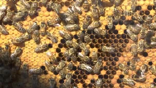 蜂の巣の中の蜂蜜と蜂とハニカム ハニカム上のミツバチのクローズアップビュー — ストック動画