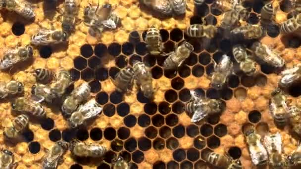 Bin Och Honeycomb Närbild Honeycomb Med Honung Och Bin Inne — Stockvideo