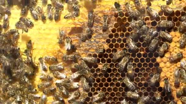 Drone Bees Beehive Honeycomb Con Miel Abejas Dentro Colmena — Vídeos de Stock