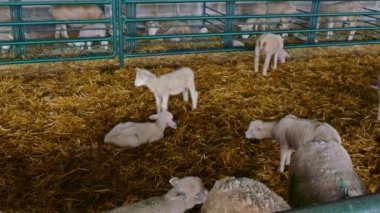 Ahırda koyun ve kuzular / Çağdaş koyun çiftliğinde özel kutularda koyun ve kuzular