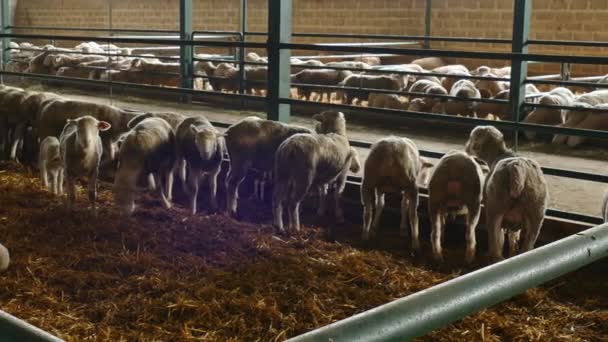 羊吃干草在羊圈 羊和羔羊在当代养羊场的特殊箱子 — 图库视频影像