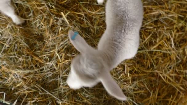 羊農場のマンガーで2匹のかわいい子羊 — ストック動画