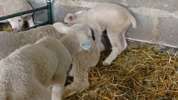 Niedliche Lämmer Stall Lämmer Der Krippe Auf Einer Schaffarm — Stockvideo