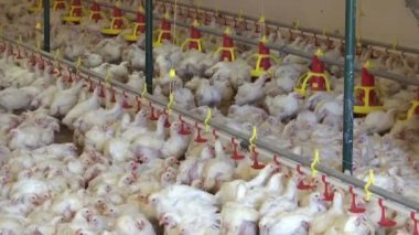 Broilers Farm / Tavuk yetiştiriciliği için modern kümes hayvanları çiftliği