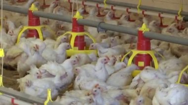 Kümes Hayvanları Çiftliği / Damızlık tavuklar için modern kümes hayvanları çiftliği