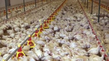 Broilers Farm / Tavuk yetiştiriciliği için modern kümes hayvanları çiftliği