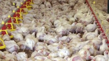 Damızlık Tavuklar için Çiftlik / Modern kümes hayvanları çiftliğinde Tavuk Yetiştiriciliği