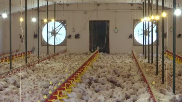 Farm Breeding Chickens Modern Poultry Farm Breeding Chickens — Stock Video