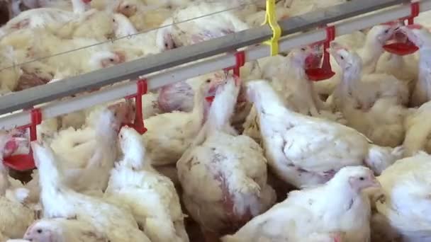 Modern Poultry Farm Moderna Fazenda Aves Capoeira Para Reprodução Galinhas — Vídeo de Stock