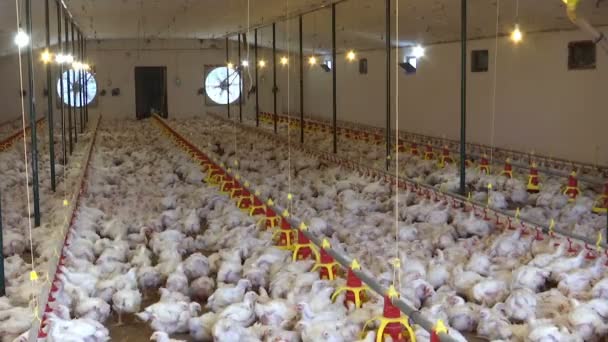 Granja Avícola Moderna Granja Avícola Moderna Para Cría Pollos — Vídeo de stock