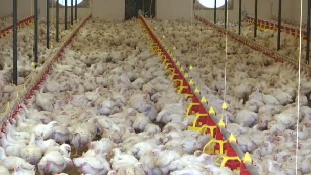 Granja Para Cría Pollos Granja Avícola Moderna Para Cría Pollos — Vídeos de Stock