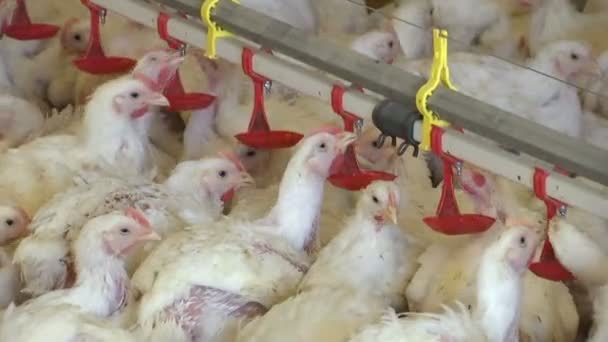 Chovné Kuřátka Moderní Drůbeží Hospodářství Pro Plemenná Kuřata — Stock video
