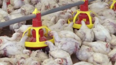 Damızlık Tavuklar için Çiftlik / Damızlık tavuklar için modern kümes hayvanları çiftliği