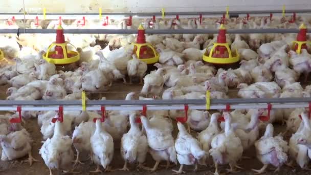 Moderní Drůbežářská Farma Moderní Drůbežářská Farma Pro Chovné Kuřata — Stock video