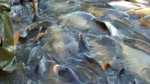 養殖場で魚を収穫 商用淡水鯉魚養殖場 — ストック動画