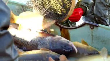 Balık havuzundaki balık çiftliği sazan balığı. Balık çiftliğindeki balık hasadı. Ticari balıkçılık