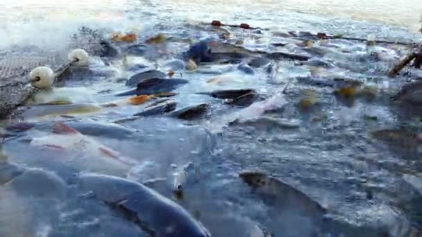 Komercyjny Przemysł Rybny Odławianie Ryb Hodowli Ryb Rybołówstwo Przemysłowe — Wideo stockowe