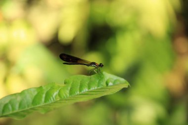 Yapraktaki yusufçuk.