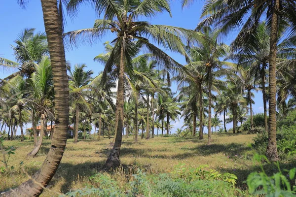 Hindistan, Güney Goa, Sernabatim beach. Sıcak okyanus, temiz, ince kum, palmiye ağaçları ve restoranlar, güzel günbatımı ve eğlence bol.