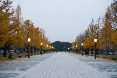 Gyoko-dori 'deki parkta sonbahar. Tokyo Şehri, Japonya.