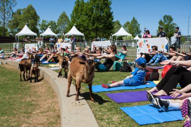 Suwanee, Ga, Amerika Birleşik Devletleri - 29 Nisan 2018: Üzerinde 29 Nisan 2018 Suwanee, Ga, Suwanee Towne Park'ta ücretsiz keçi yoga sınıfındaki uzanan insanların önünde kaldırım boyunca keçi yürüyüş.