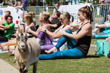 Suwanee, Ga, Amerika Birleşik Devletleri - 29 Nisan 2018: Üzerinde 29 Nisan 2018 Suwanee, ga bir keçi yoga olay genel bir park germe kadınlar arasında bir keçi standları.