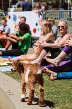 Suwanee, Ga, Amerika Birleşik Devletleri - 29 Nisan 2018: Bir bebek keçi üzerinde 29 Nisan 2018 Suwanee, ga bir keçi yoga olay genel bir park germe kadın önünde kaldırım boyunca yürür. 