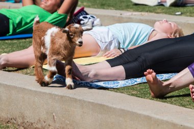 Suwanee, Ga, Amerika Birleşik Devletleri - 29 Nisan 2018: Bir bebek keçi kaldırım üzerinde 29 Nisan 2018 Suwanee, ga bir keçi yoga olay genel bir park germe kadın önünde yürür.