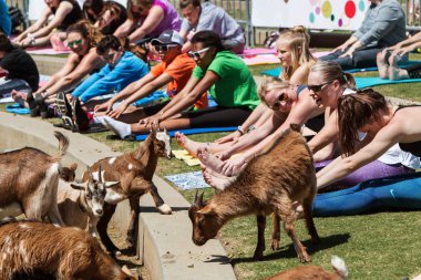 Suwanee, Ga, Amerika Birleşik Devletleri - 29 Nisan 2018: Üzerinde 29 Nisan 2018 Suwanee, Ga, Suwanee Towne Park'ta ücretsiz keçi yoga halinde uzanan insanların önünde kaldırım boyunca keçi yürüyüş. 