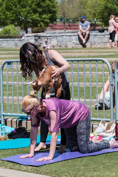 サワニー ジョージア州 アメリカ合衆国 2018 女性は 2018 日サワニー ジョージアでに公共の公園でヤギのヨガのクラスの一部としてひざまづく女の背中に赤ちゃんヤギを配置します — ストック写真