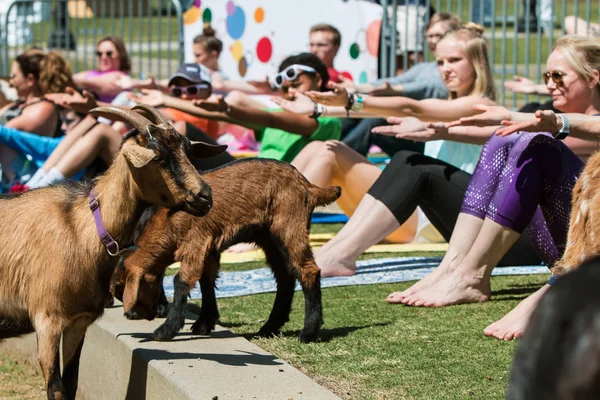 Suwanee Usa April 2018 Goats Walk People Stretching Free Goat — Stock Photo, Image