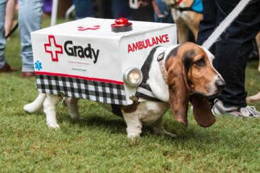 Atlanta, Ga, Usa - 18 Ağustos 2018: Sevimli bir basset tazı Doggy Con, köpekler ve sahiplerinin kostüm giymek ve ödüller için değerlendirilen bir olay yanıp sönen ışıklar ile bir ambulans kostümü giyer, Ağustos'ta 18, 2018 Atlanta, Ga. 