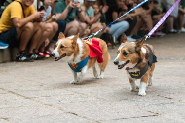 Atlanta, Ga, Amerika Birleşik Devletleri - 18 Ağustos 2018: İki corgi köpek, diğer bir batman kostüm, yürüyüş köpek Con'da nerede köpekler ve sahipleri kostüm giymek ve ödüller için üzerinde 18 Ağustos 2018 yılında Atlanta, Ga değerlendirilecektir bir olay Süpermen kostümü giymiş bir.