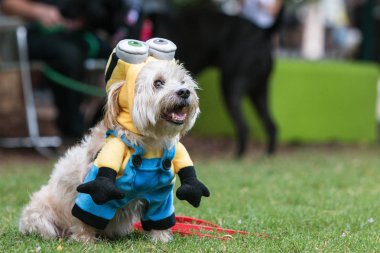Atlanta, Ga, Amerika Birleşik Devletleri - 18 Ağustos 2018: Bir sevimli köpek giyer minion bir filmden Despicable bana köpek Con, Atlanta, GA 18 Ağustos 2018 Woodruff Park'ta bir köpek kostüm yarışması, kostüm. 