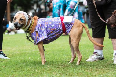 Atlanta, Ga, Amerika Birleşik Devletleri - 18 Ağustos 2018: Bir köpek köpek Con, Atlanta, GA 18 Ağustos 2018 Woodruff Park'ta bir köpek kostüm yarışması, bir hastane hasta kostüm parçası olarak baş bir bandaj ve hastane elbisesi giyer.