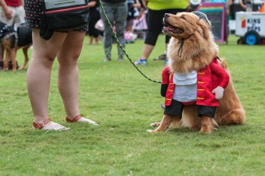 Atlanta, Ga, Amerika Birleşik Devletleri - 18 Ağustos 2018: bir korsan kostüm giymiş bir köpek köpek Con, Atlanta, GA 18 Ağustos 2018 Woodruff Park'ta bir köpek kostüm yarışması sonuç çimenlerin üzerinde oturur.