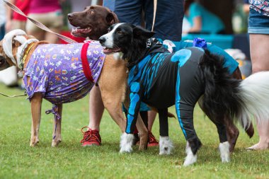Atlanta, Ga, Amerika Birleşik Devletleri - 18 Ağustos 2018: Köpek köpek Con, Atlanta, GA 18 Ağustos 2018 Woodruff Park'ta bir köpek kostüm yarışması, çeşitli kostüm giymek.