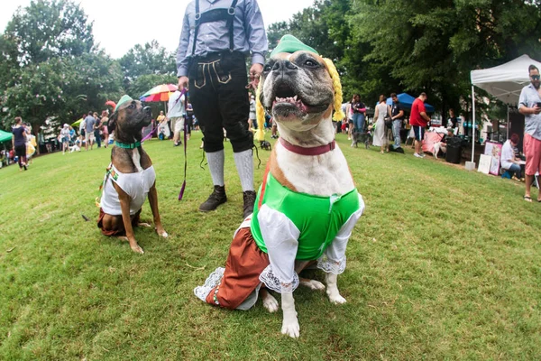 Atlanta Eua Agosto 2018 Dois Cães Usam Trajes Bávaros Enquanto — Fotografia de Stock