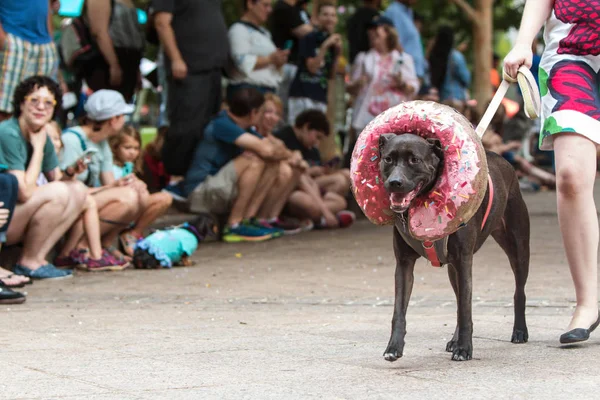 Atlanta Usa August 2018 Dog Wearing Doughnut Costume His Head — Stock fotografie