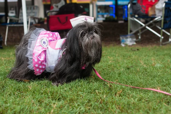 Atlanta Usa Augusti 2018 Shih Tzu Bär Candy Striper Sjuksköterska — Stockfoto