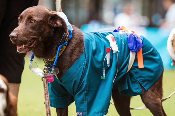 Atlanta, GA, USA - August 18, 2018:  A dog wears medical scrubs and other equipment as part of a lab technician costume at Doggy Con, a dog costume contest in Woodruff Park on August 18, 2018 in Atlanta, GA.