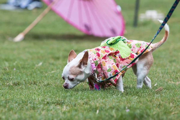 Atlanta Usa August 2018 Small Dog Wearing Kimono Sniffs Grass — 스톡 사진